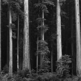 Redwoods, Bull Creek Flat Shop_Medium_Print Ansel Adams 