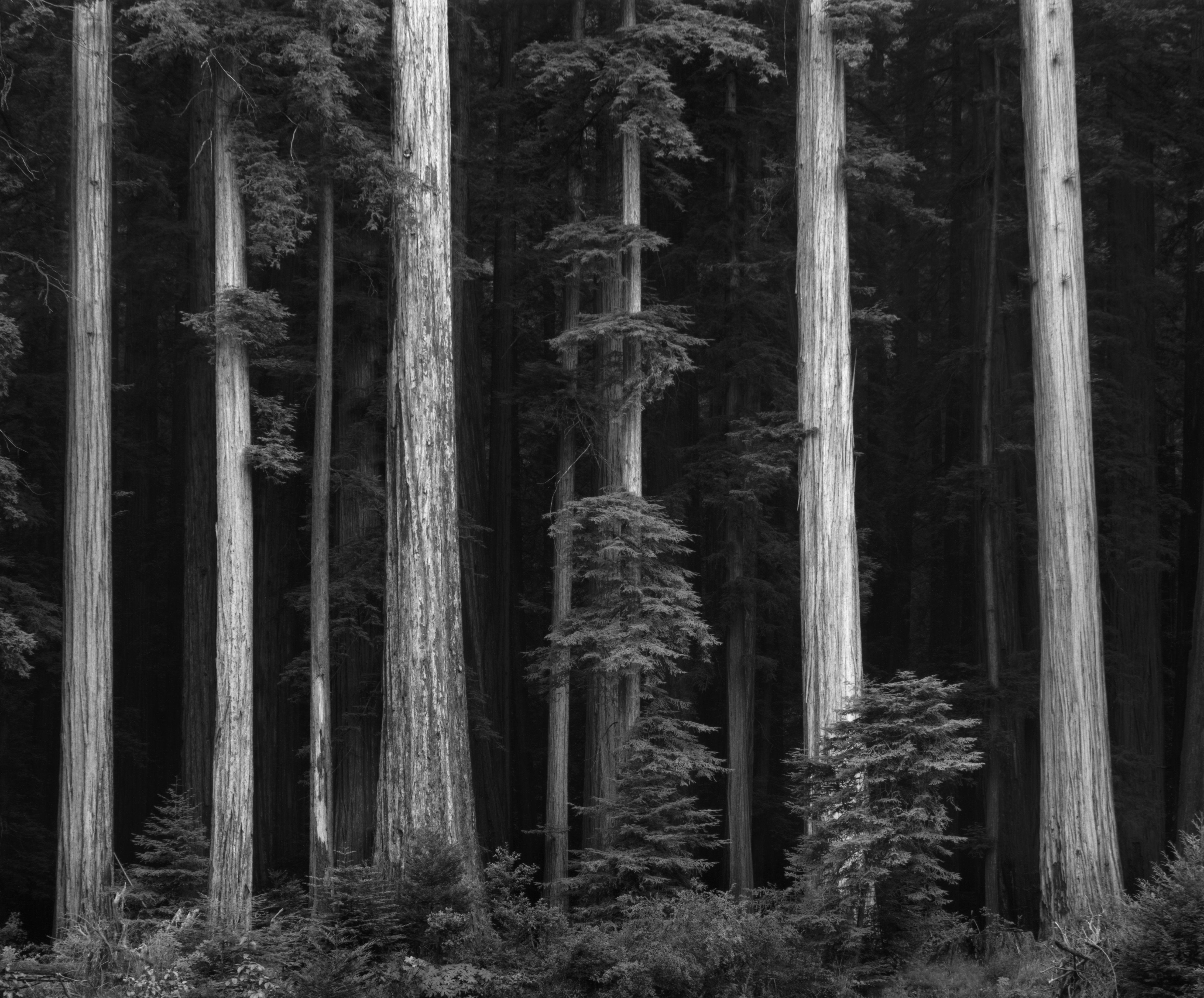 Redwoods, Bull Creek Flat Shop_Medium_Print Ansel Adams 