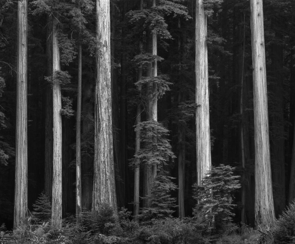 Redwoods, Bull Creek Flat