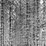 Pine Forest in Snow Shop_Small_Print Ansel Adams 