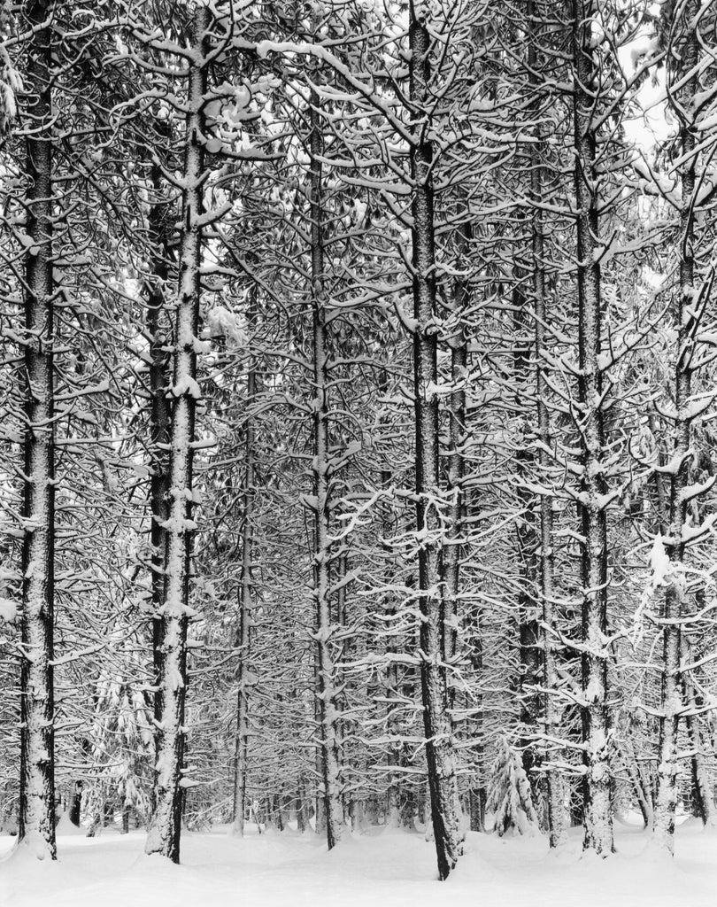 Pine Forest in Snow