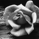 Rose and Driftwood Shop_Small_Print Ansel Adams 