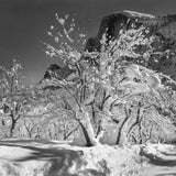 Half Dome, Apple Orchard Shop_Medium_Print Ansel Adams 