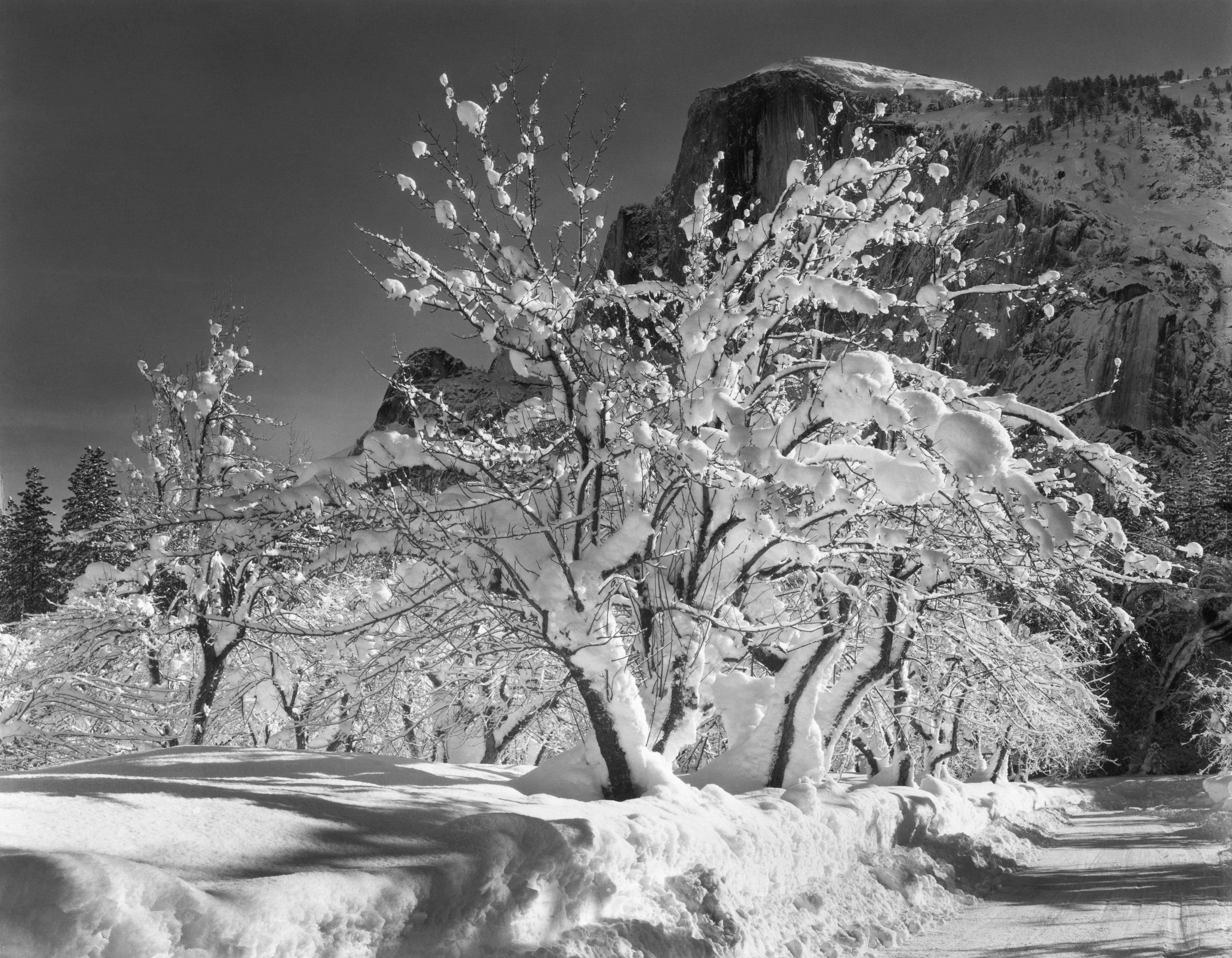 Half Dome, Apple Orchard Shop_Medium_Print Ansel Adams 