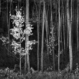 Aspens (Horizontal) Shop_Small_Print Ansel Adams 