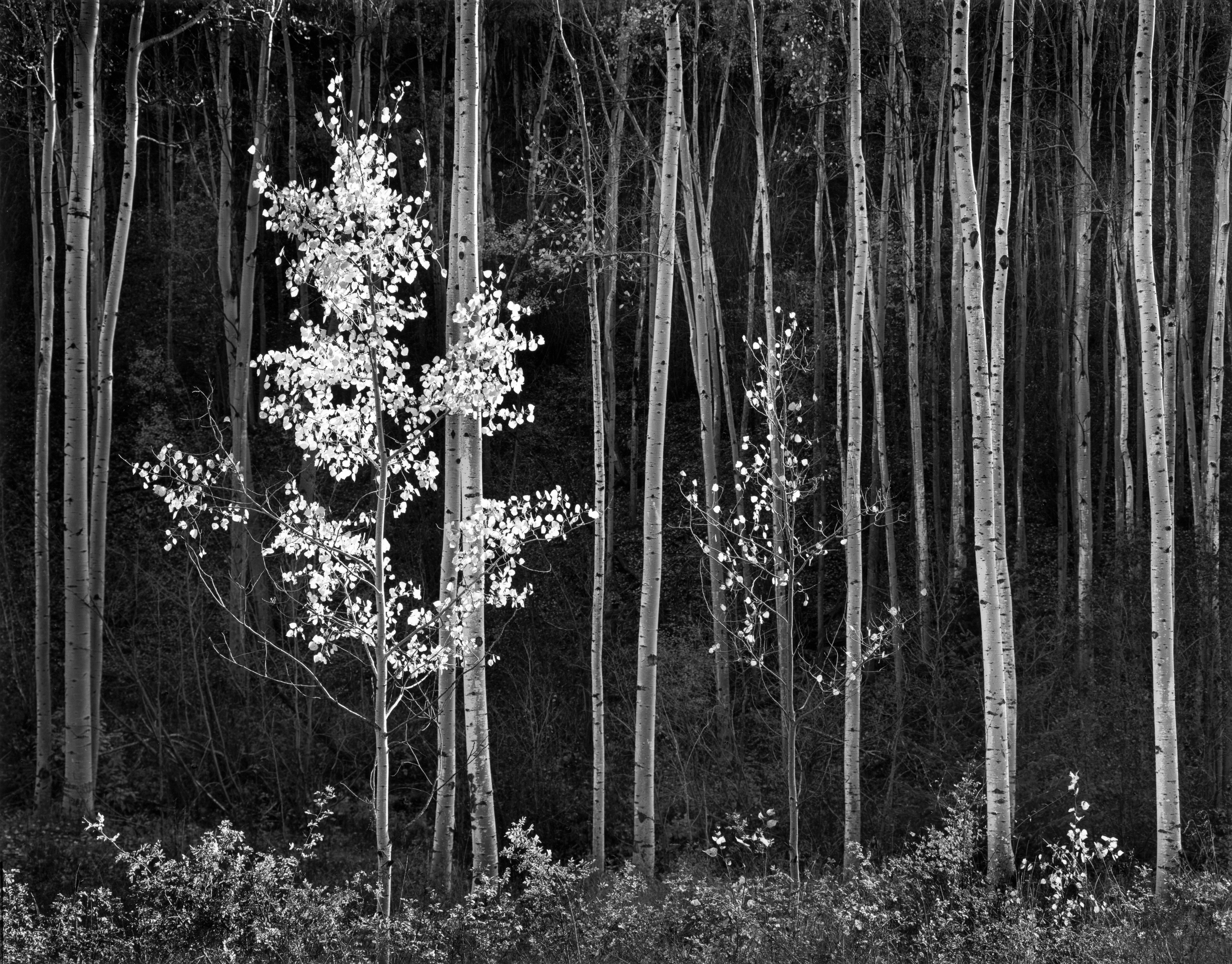 Aspens (Horizontal) Shop_Small_Print Ansel Adams 