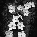 Dogwood Blossoms Shop_Small_Print Ansel Adams 