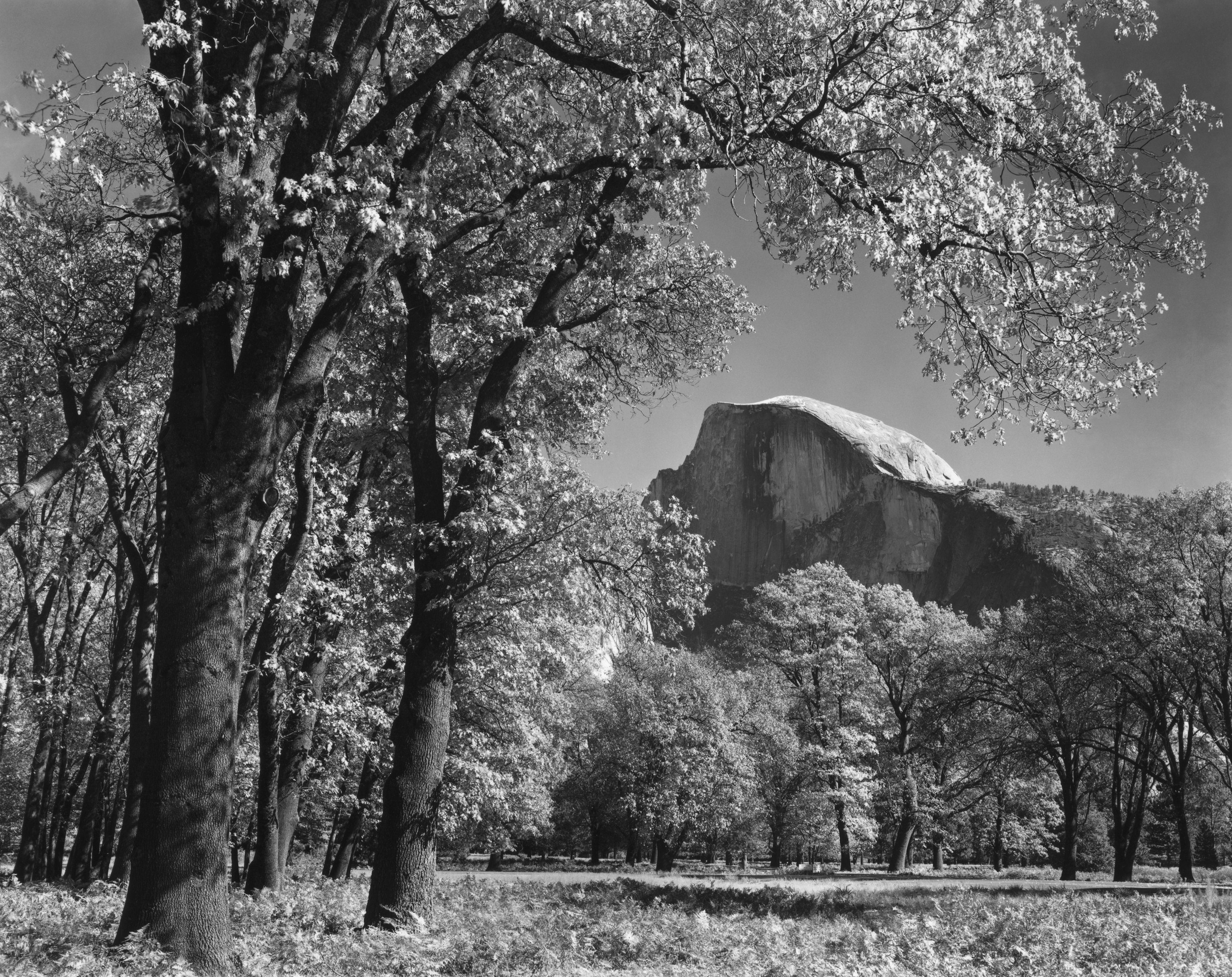 Half Dome, Autumn Shop_Medium_Print Ansel Adams 