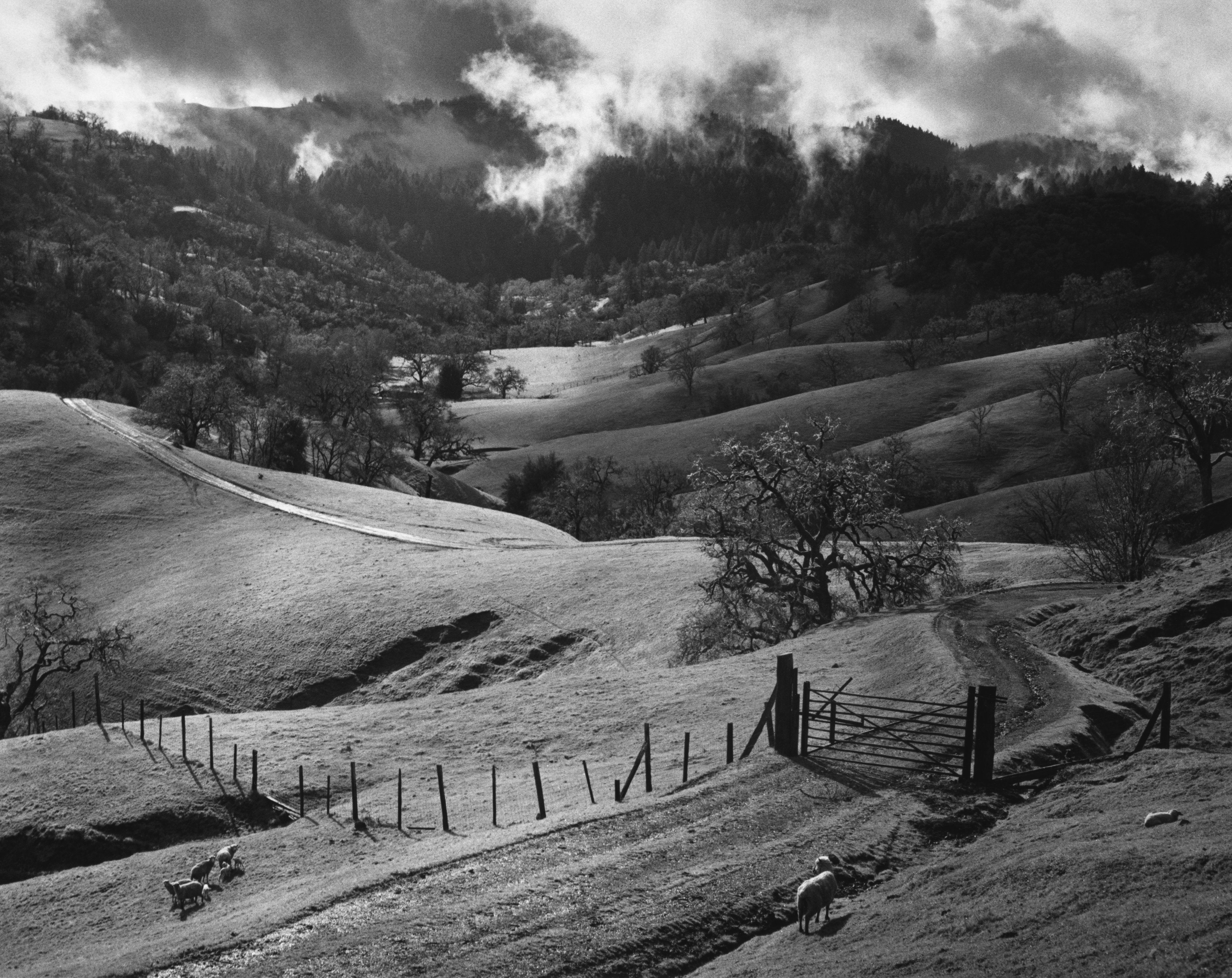 Pasture, Sonoma County Shop_Medium_Print Ansel Adams 