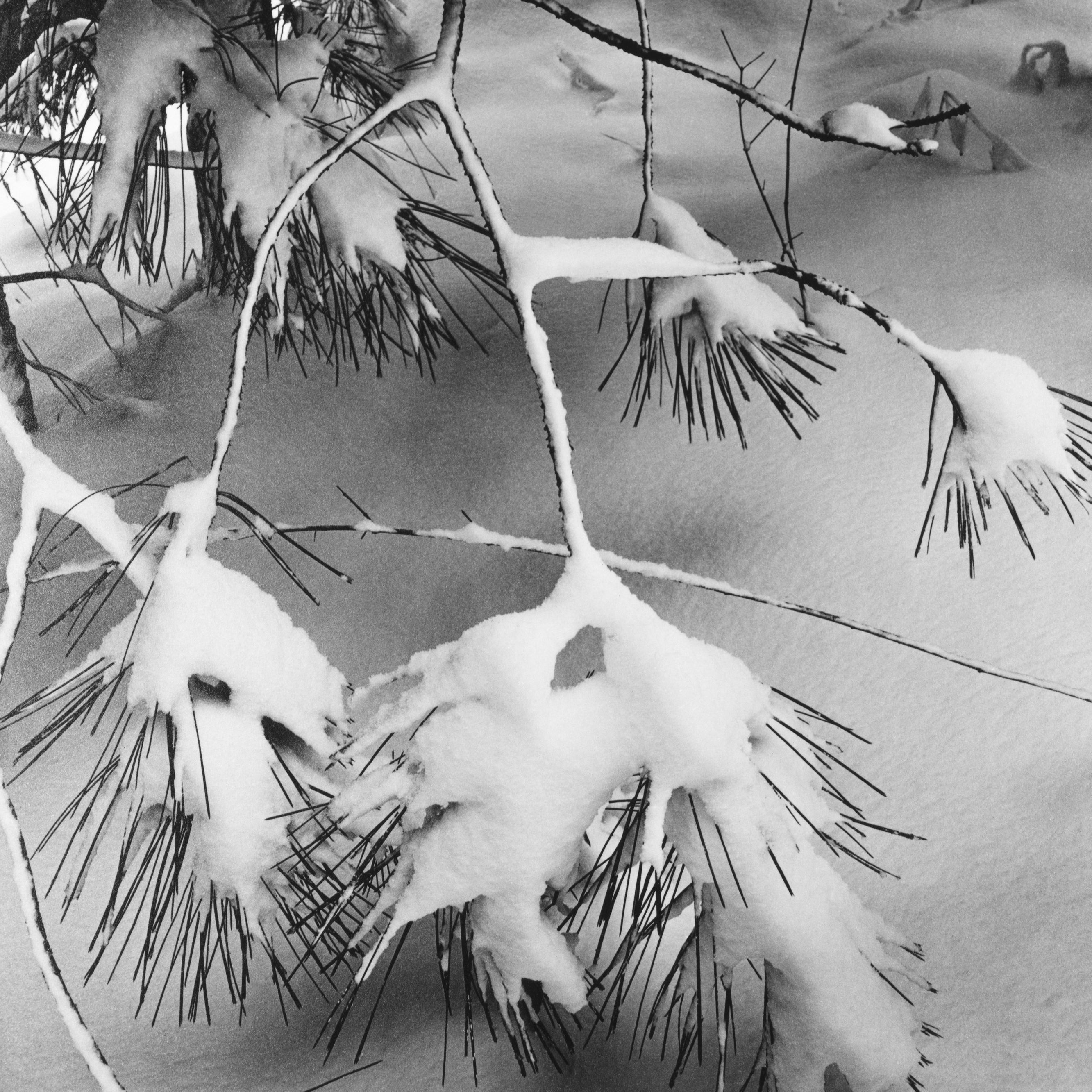 Pine Branches Shop_Small_Print Ansel Adams 