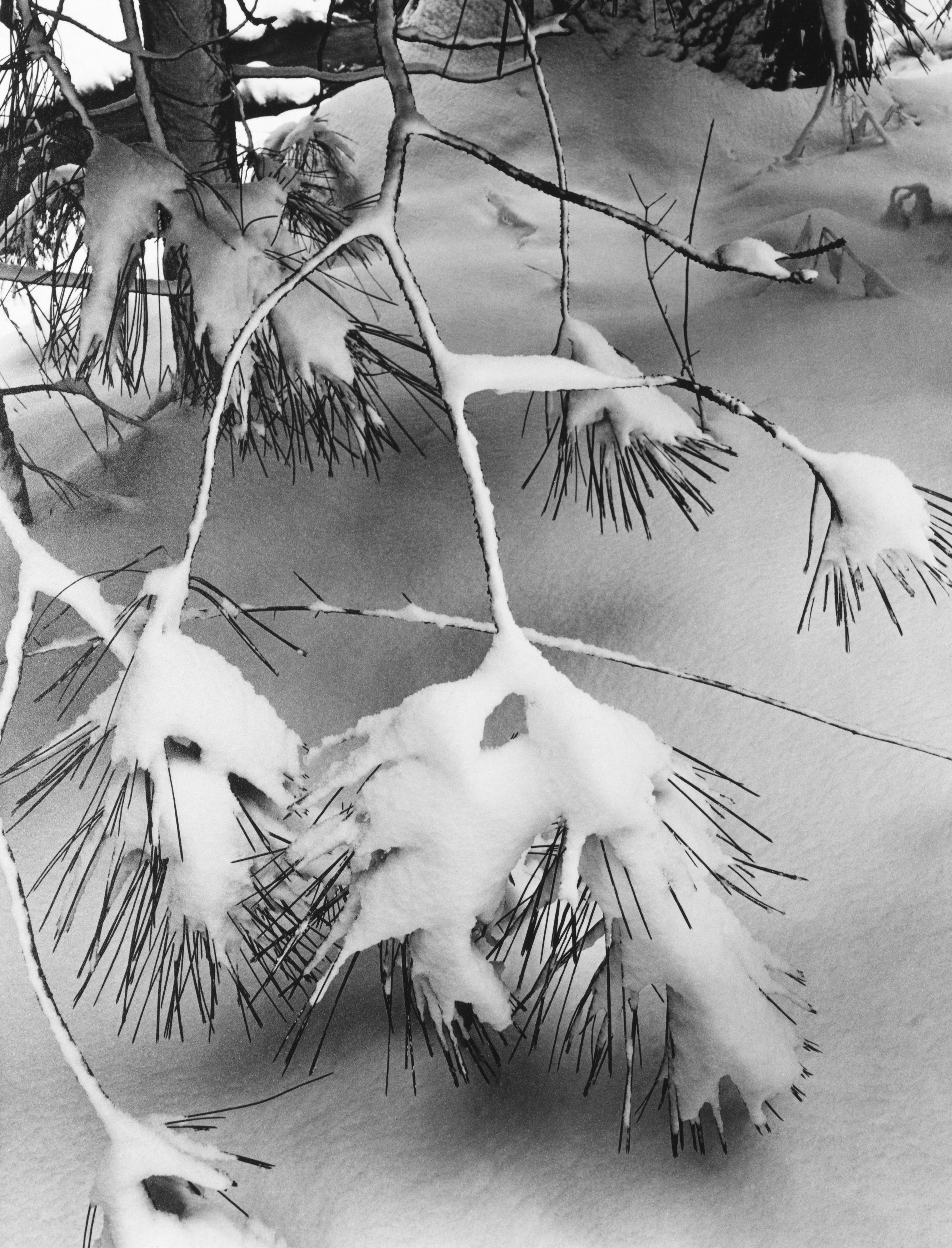 Pine Branches Shop_Small_Print Ansel Adams 