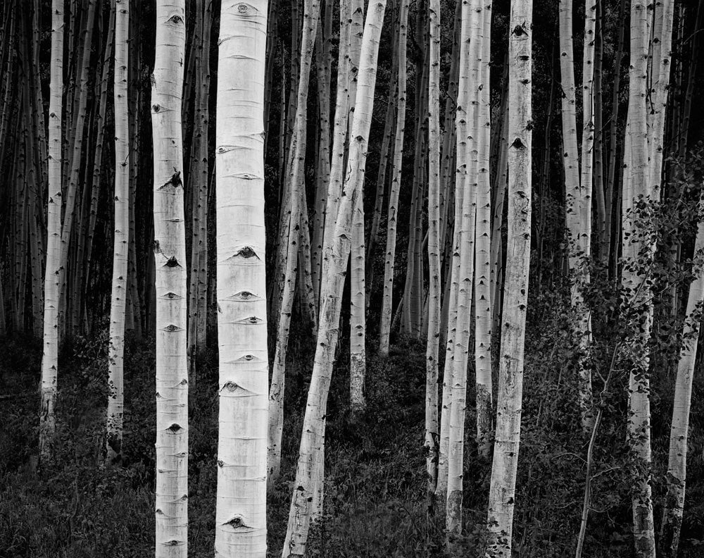 Aspen Forest, Dusk, near Aspen, CO