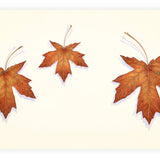 Big Maple Leaf Trio.