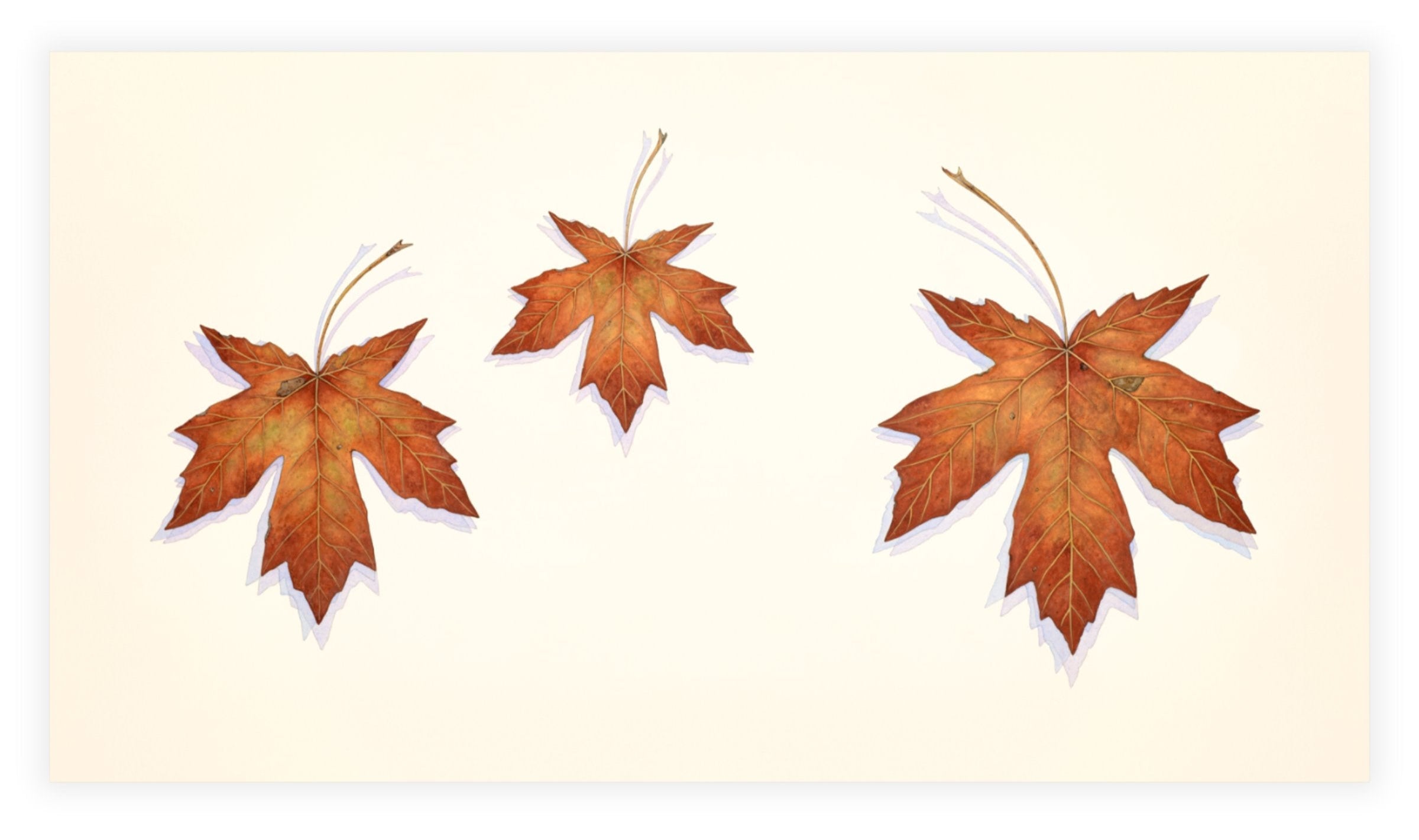 Big Maple Leaf Trio.