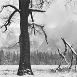 Black Oak, Fallen Branches, Yosemite Valley Shop John Sexton 