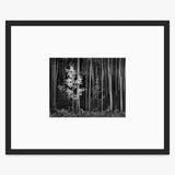 Aspens (Horizontal) Shop_Small_Print Ansel Adams Matte Black Metal 