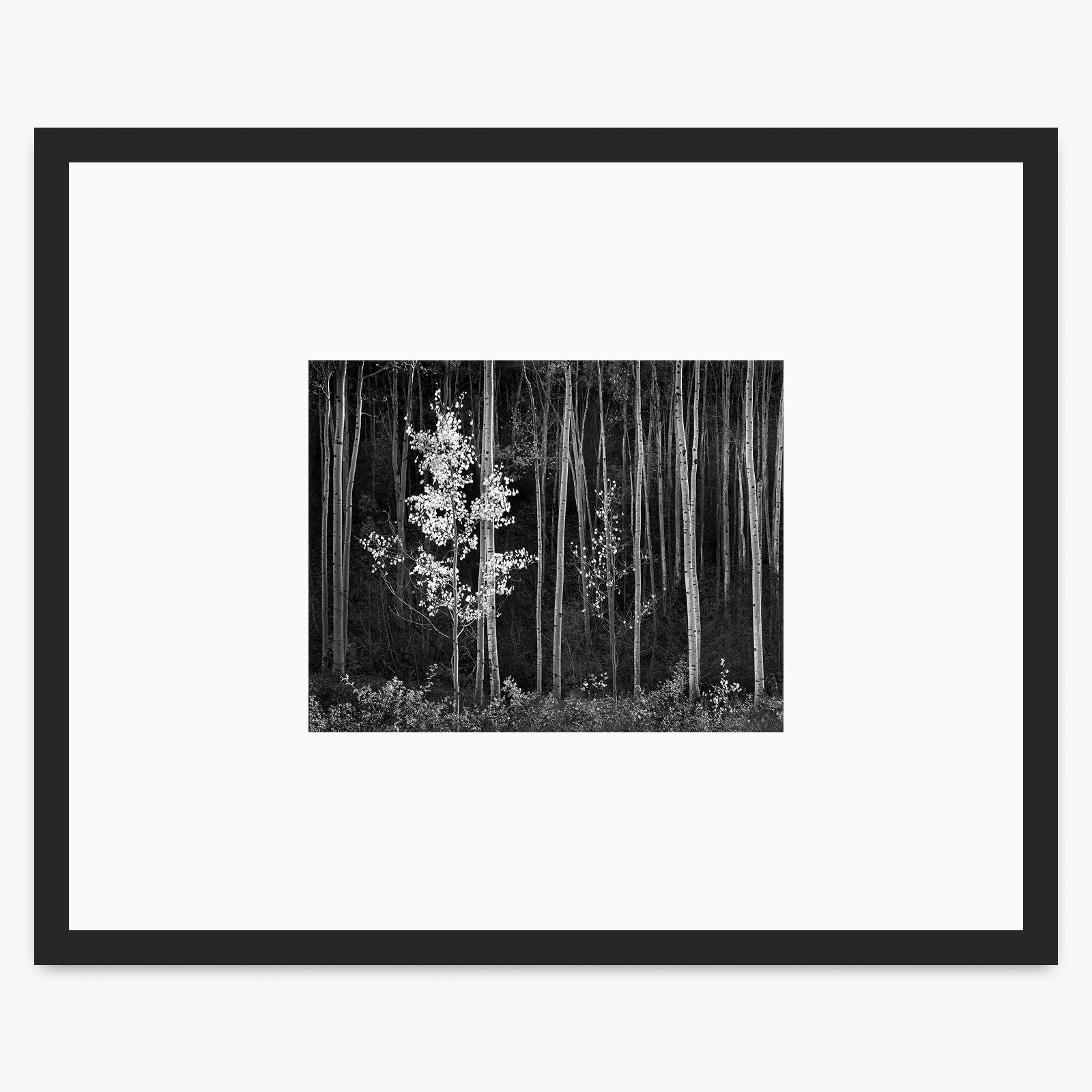 Aspens (Horizontal) Shop_Small_Print Ansel Adams Matte Black Metal 