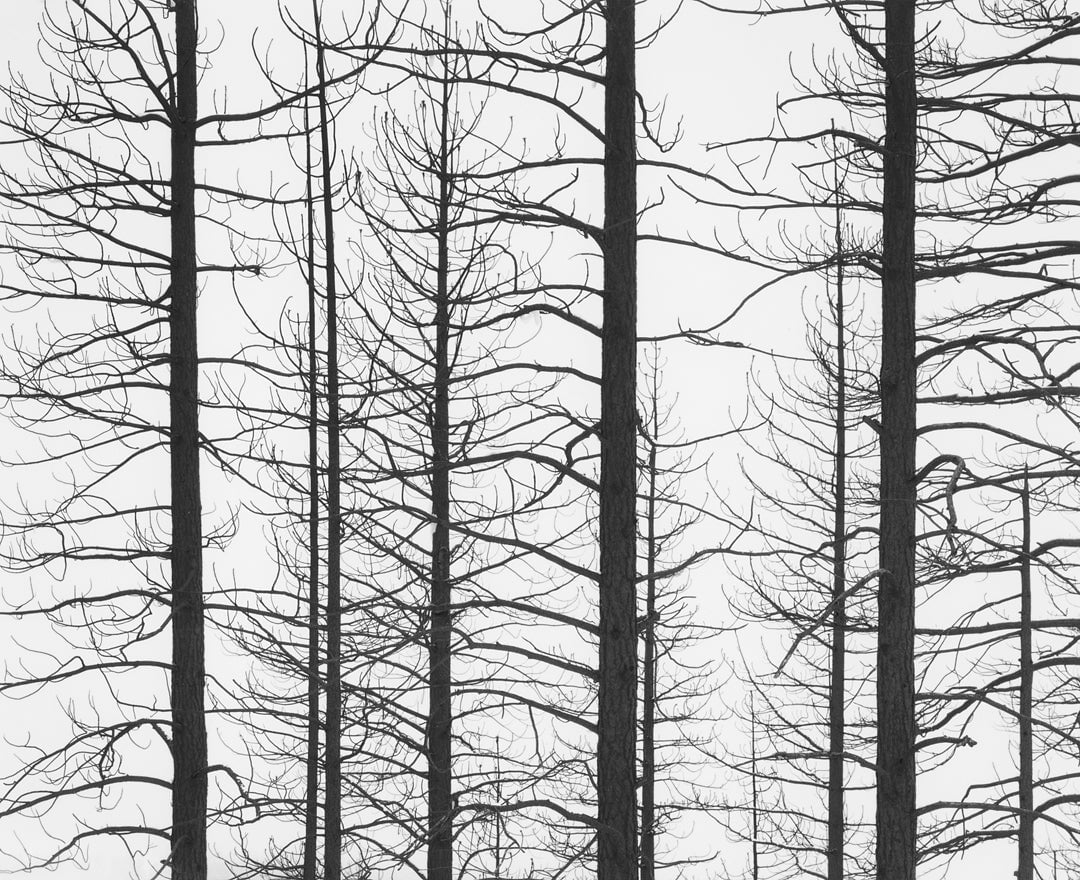 Burned Trees, Snow, Yosemite National Park, CA 1991 Shop John Sexton 