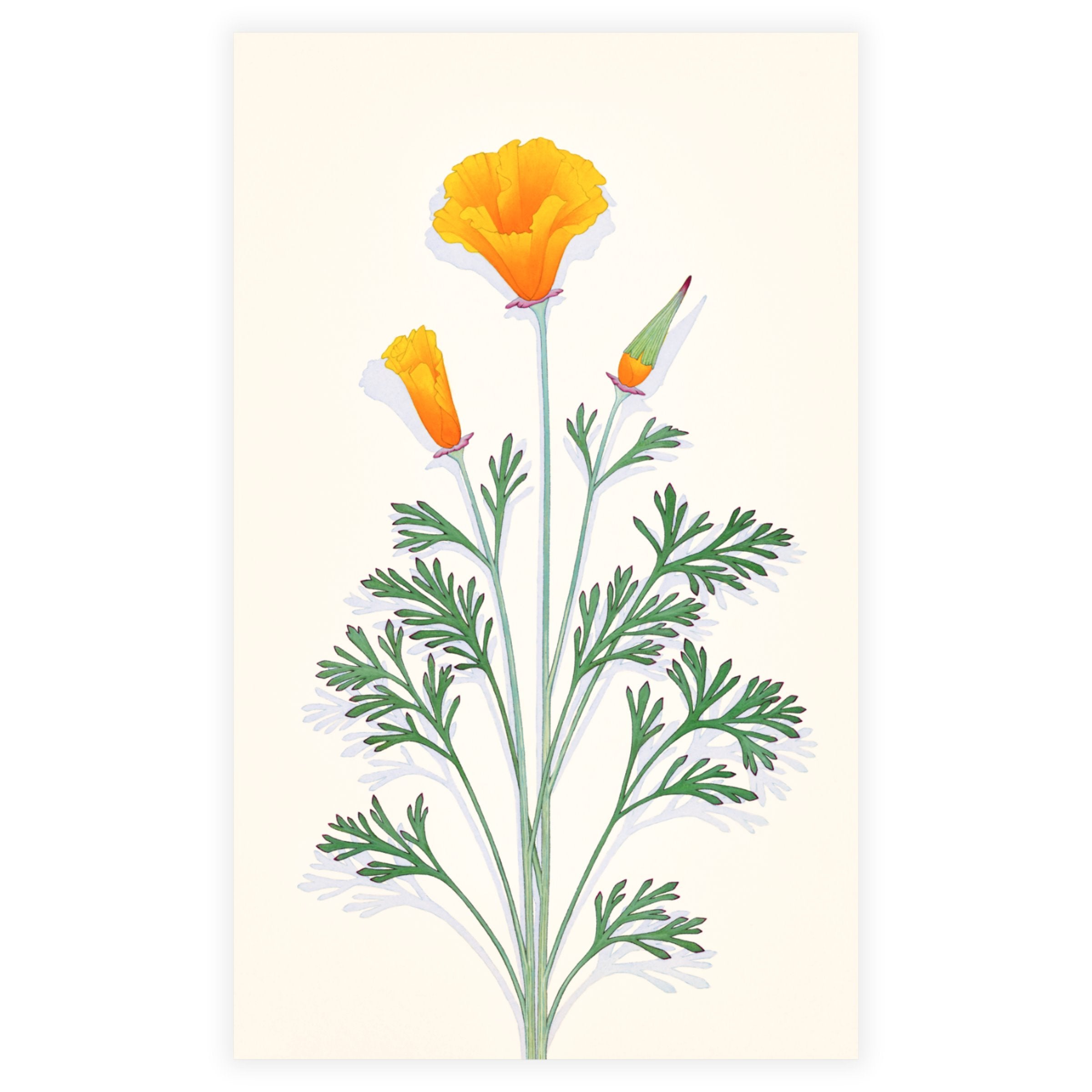 California Poppy.