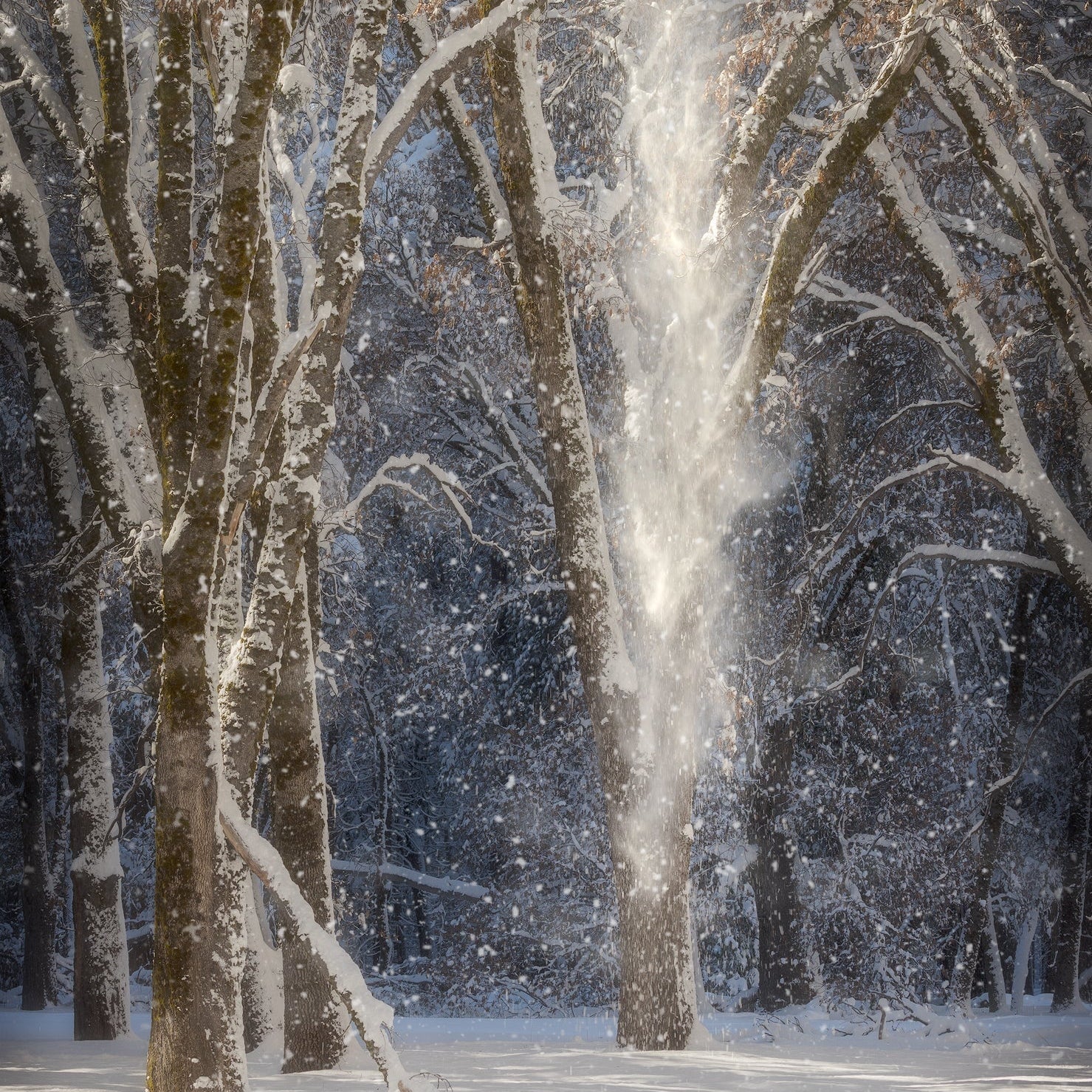 Snow Spirits Shop charlotte gibb 