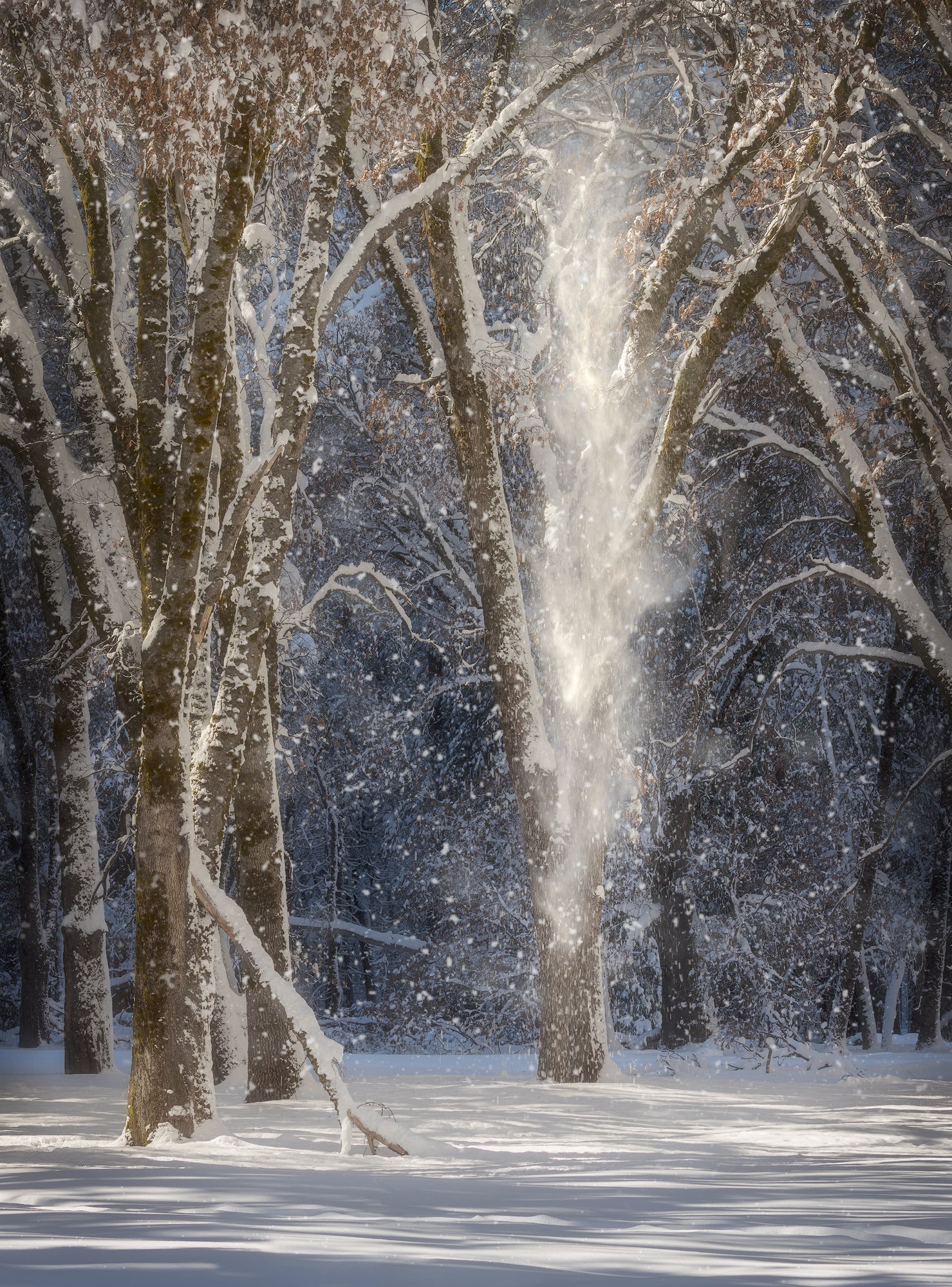 Snow Spirits Shop charlotte gibb 