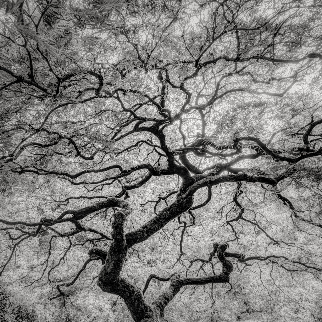 Maple Detail, Oregon, 2014