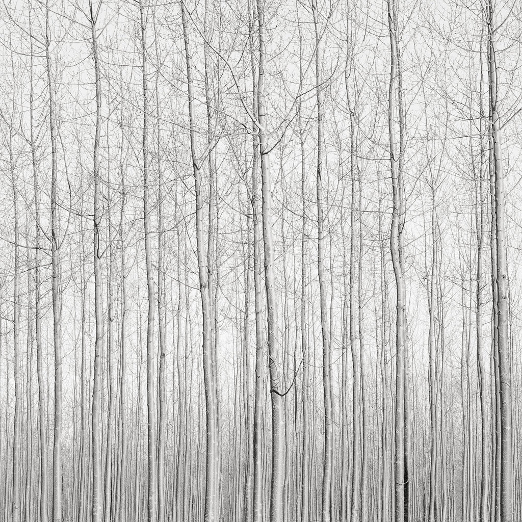 Poplars, Late Afternoon, Oregon, 2016