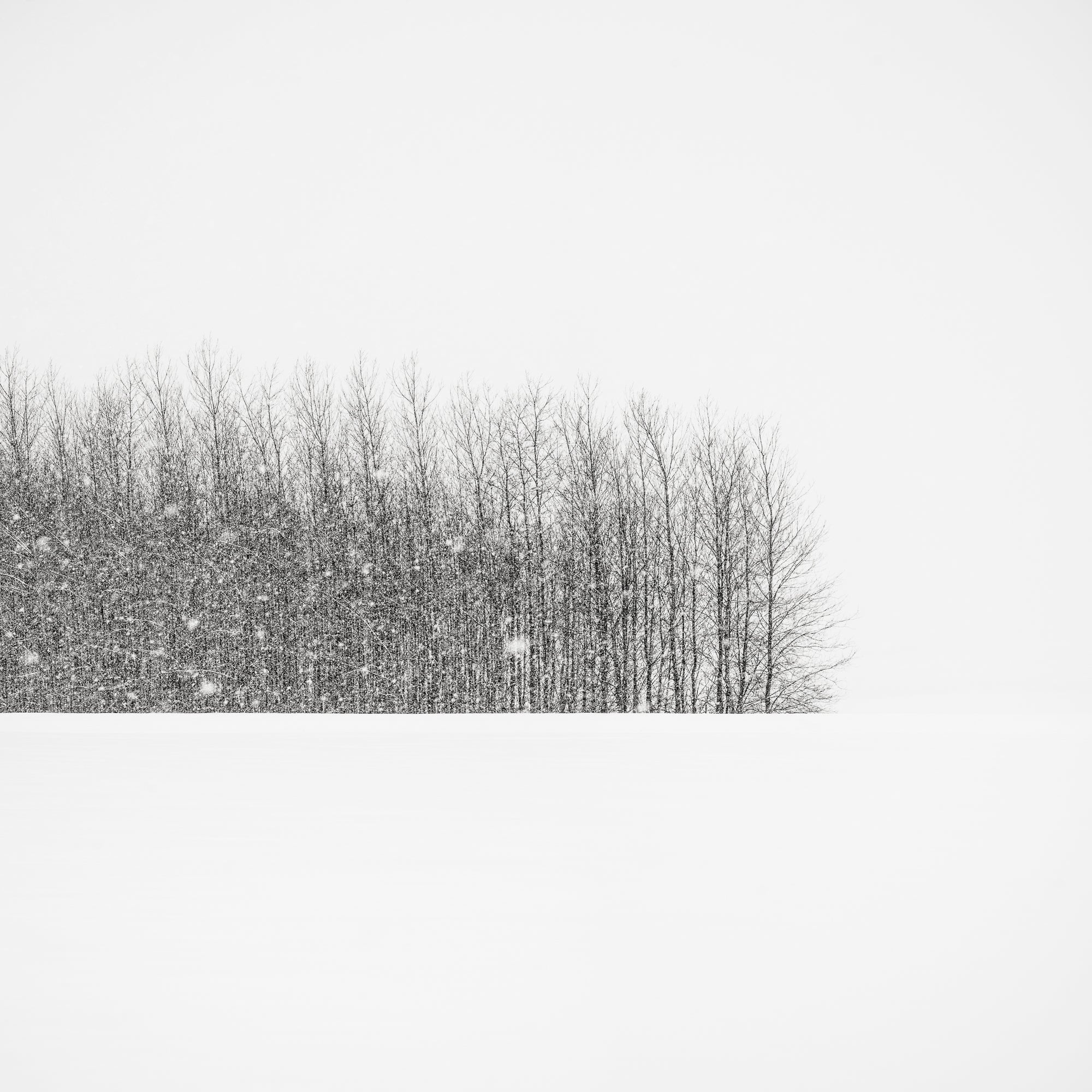 Trees in Winter Field, Oregon, 2014 Shop_RepArtist Jeffrey Conley 