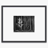 Aspens (Horizontal) Shop_Small_Print Ansel Adams Contrast Gray Metal 