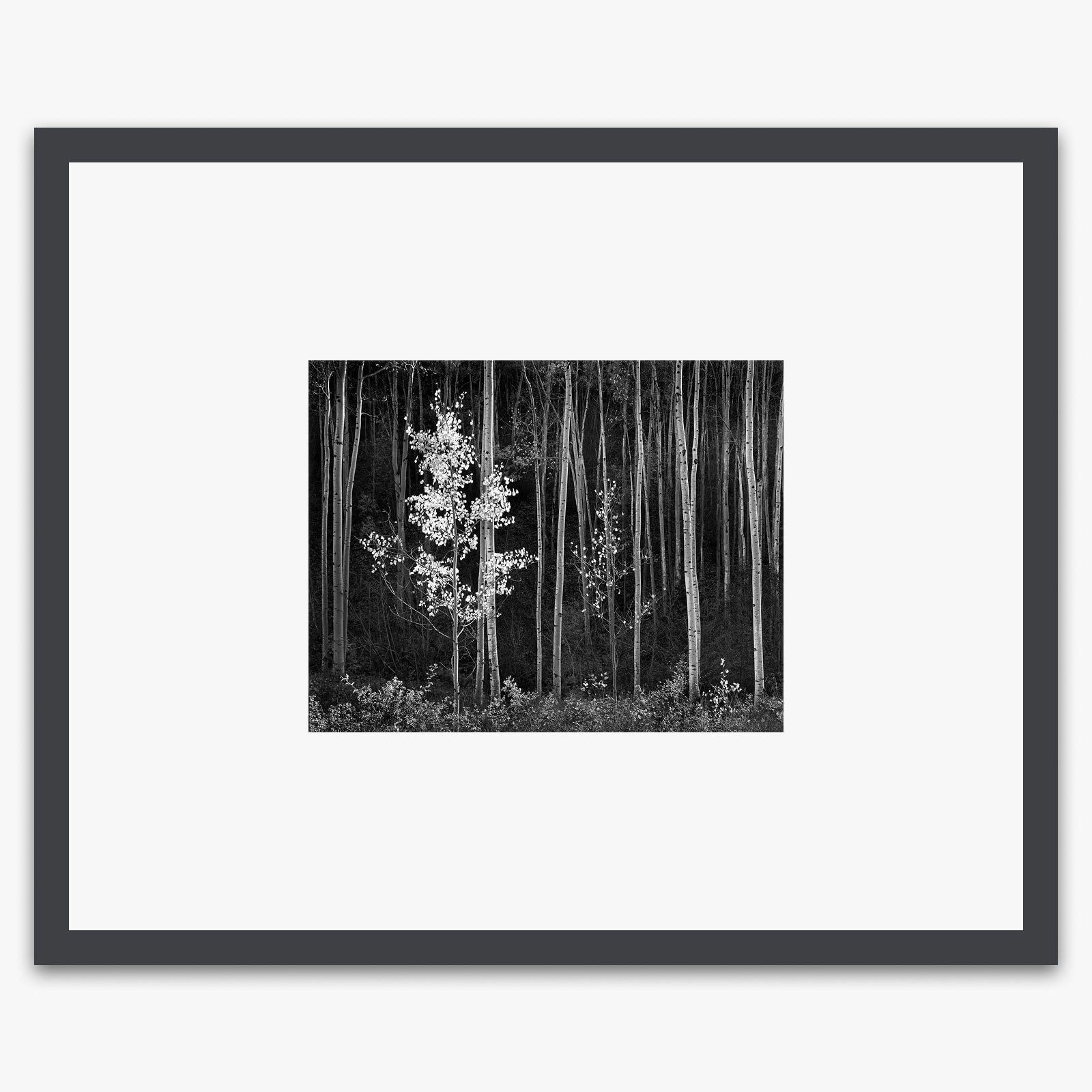 Aspens (Horizontal) Shop_Small_Print Ansel Adams Contrast Gray Metal 