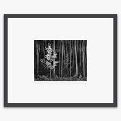 Aspens (Horizontal) Shop_Small_Print Ansel Adams Contrast Gray Metal 