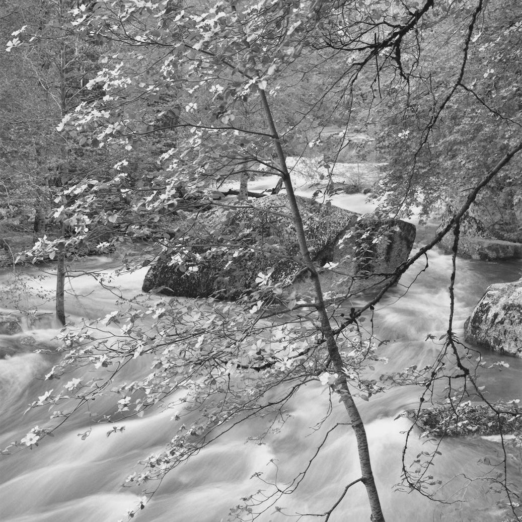 Dogwood, Boulder, Tenaya Creek, Yosemite Valley, CA Shop Anne Larsen 