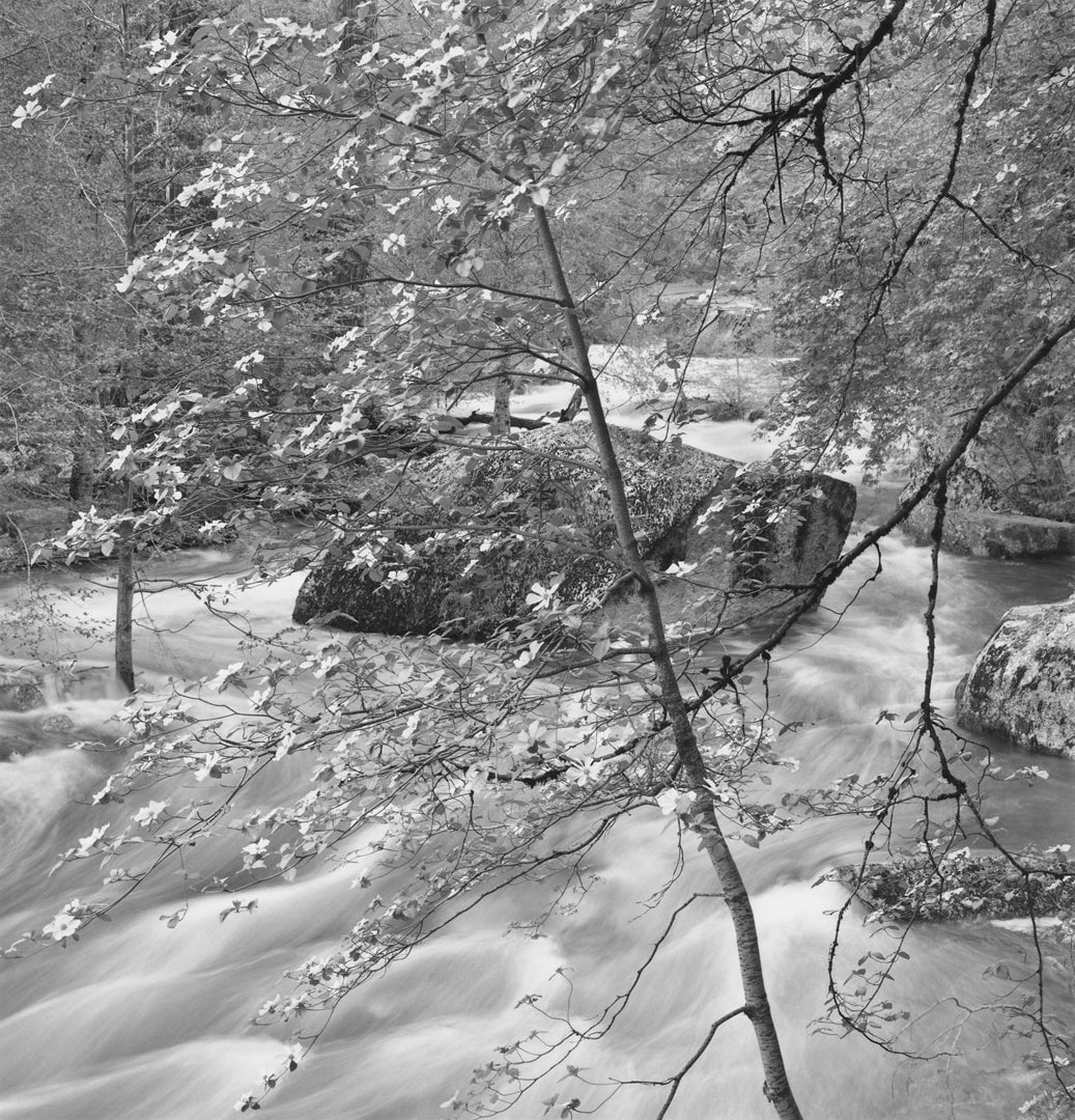 Dogwood, Boulder, Tenaya Creek, Yosemite Valley, CA Shop Anne Larsen 