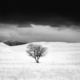 Dream of a Tree Shop Roman Loranc 