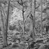 Forest in Spring, Happy Isles, Yosemite Valley, CA 1989 Shop John Sexton 