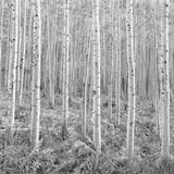 Glowing Aspens, Castle Creek Valley, Colorado 1991 Shop John Sexton 