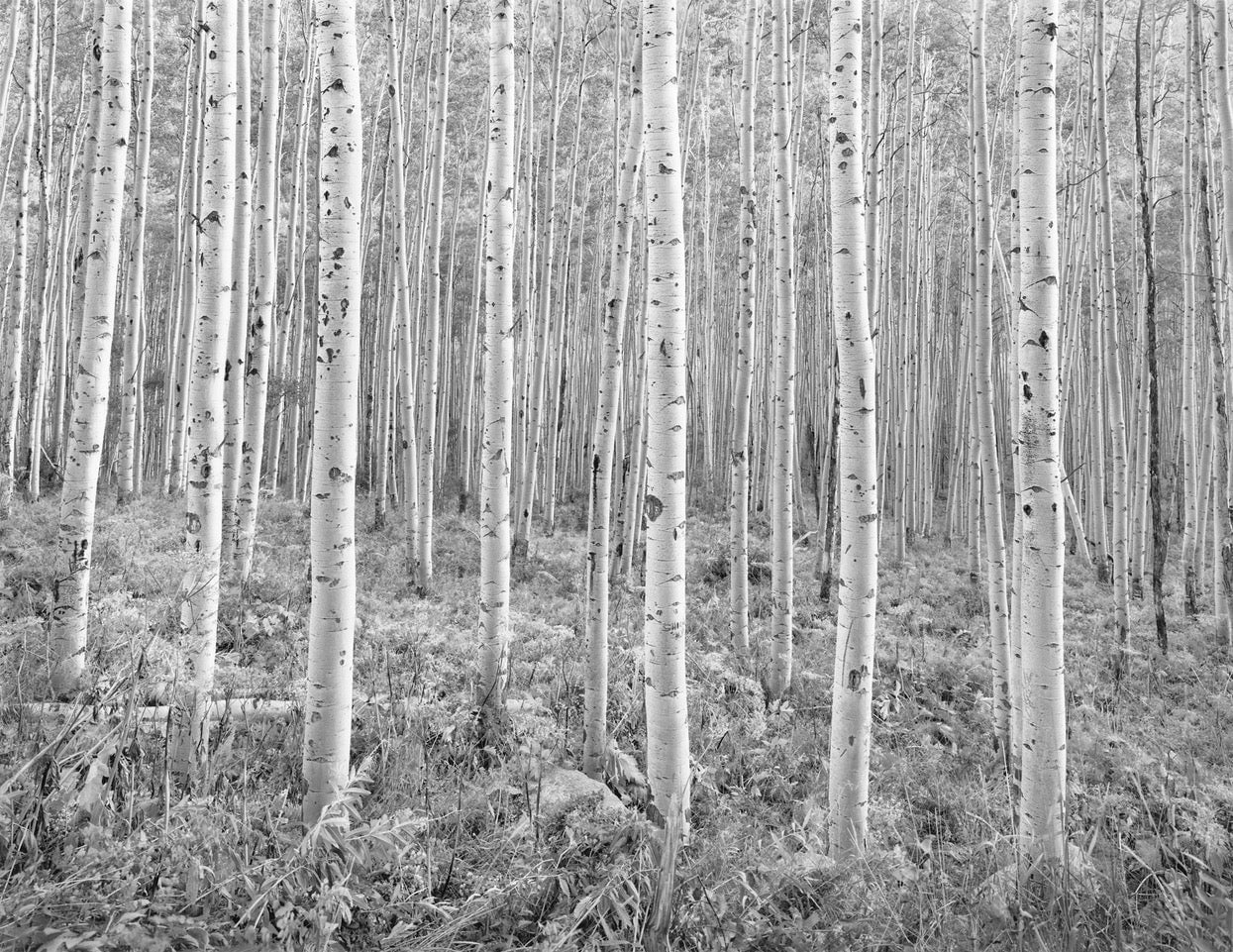 Glowing Aspens, Castle Creek Valley, Colorado 1991 Shop John Sexton 