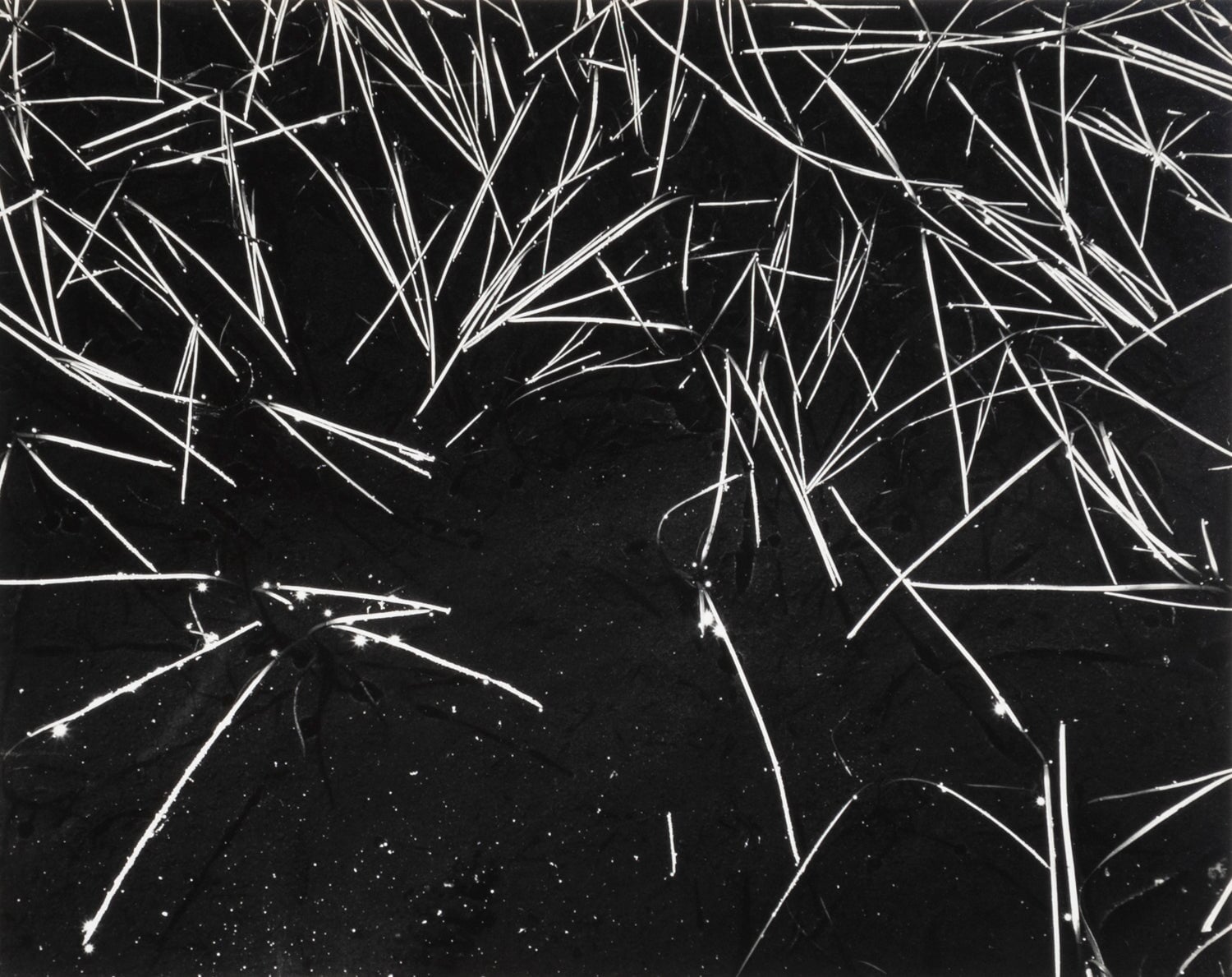 Grass and Pool (Portfolio III) explore photographs The Ansel Adams Gallery 