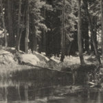 Grove of Tamarack Pines explore photographs The Ansel Adams Gallery 