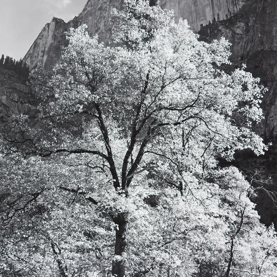 Half Dome, Oak Tree, Autumn explore photographs The Ansel Adams Gallery 