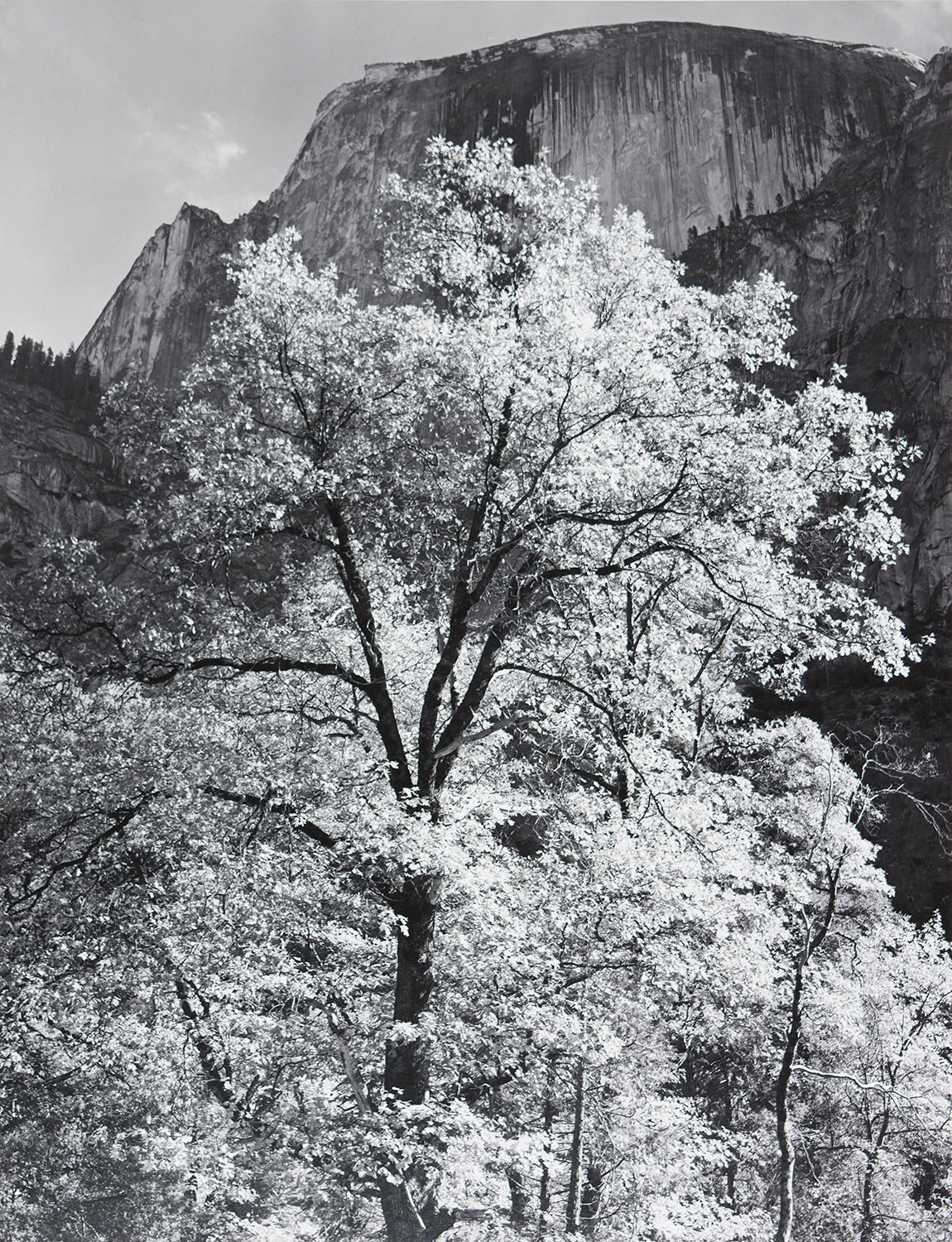 Half Dome, Oak Tree, Autumn explore photographs The Ansel Adams Gallery 