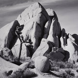 In Joshua Tree National Monument, California explore photographs The Ansel Adams Gallery 