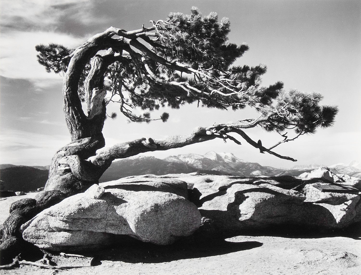 Jeffrey Pine, Sentinel Dome Shop_Small_Print Ansel Adams 