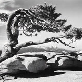 Jeffrey Pine, Sentinel Dome Shop_Small_Print Ansel Adams 