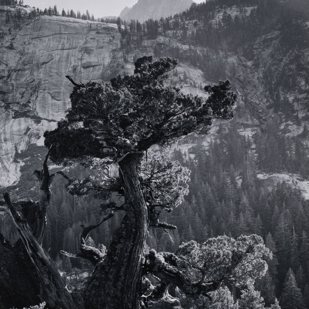 Juniper, Crags explore photographs The Ansel Adams Gallery 