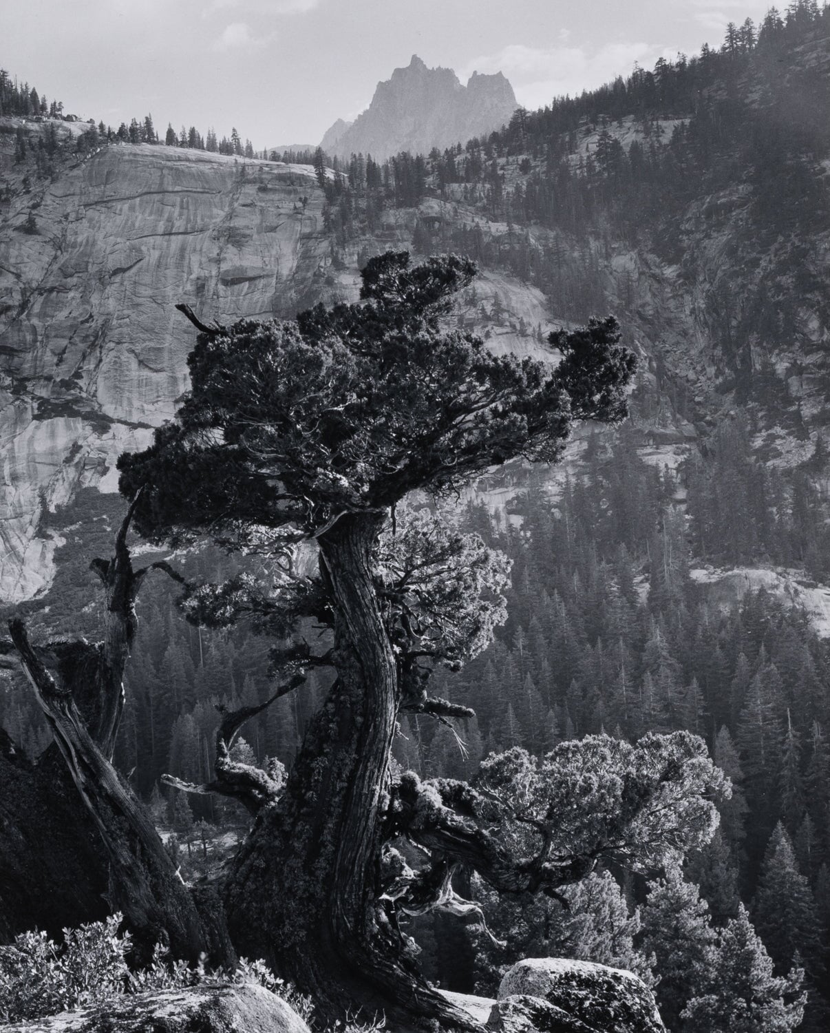 Juniper, Crags explore photographs The Ansel Adams Gallery 