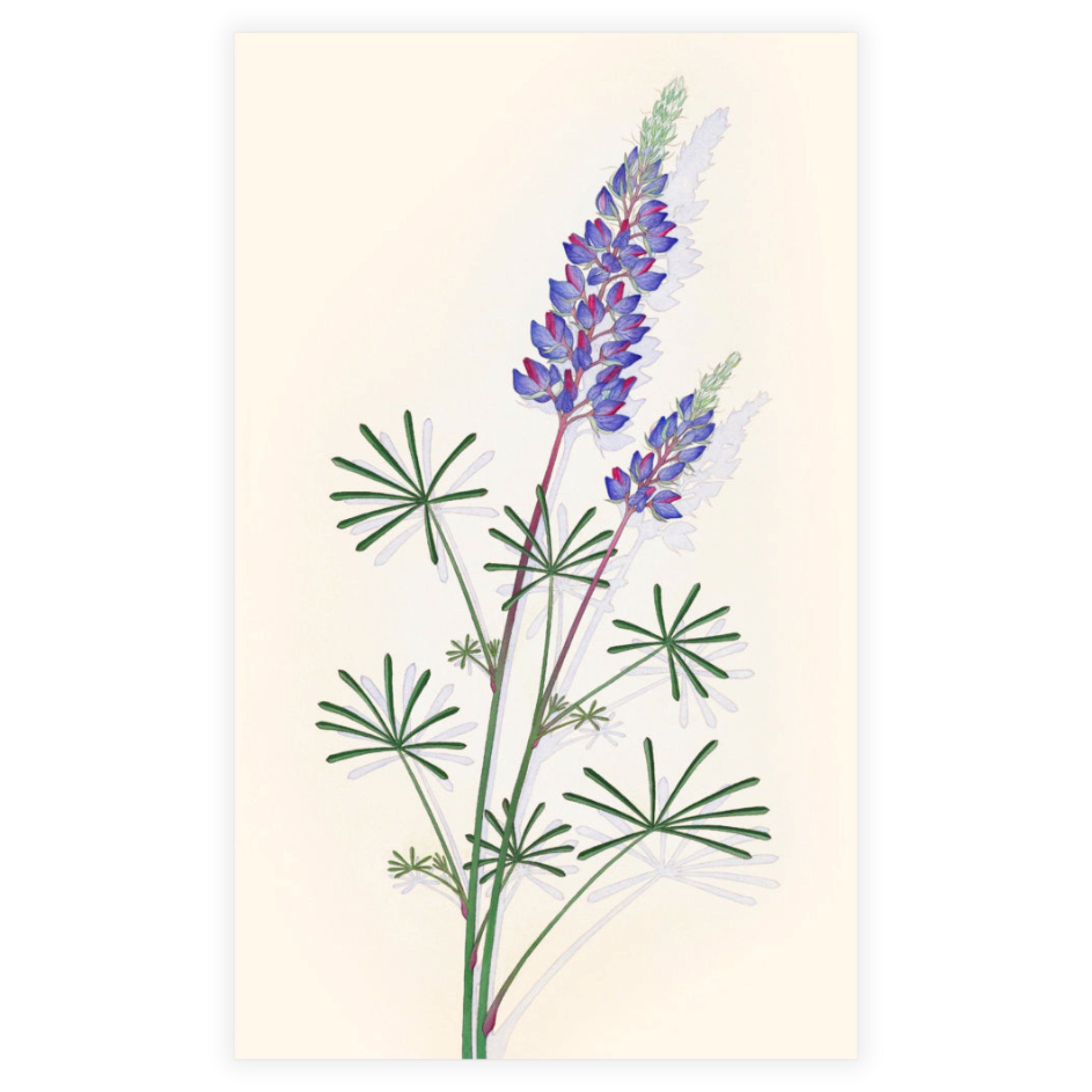 Spider Lupine.