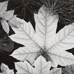 Leaf, Glacier Bay National Monument, Alaska explore photographs The Ansel Adams Gallery 