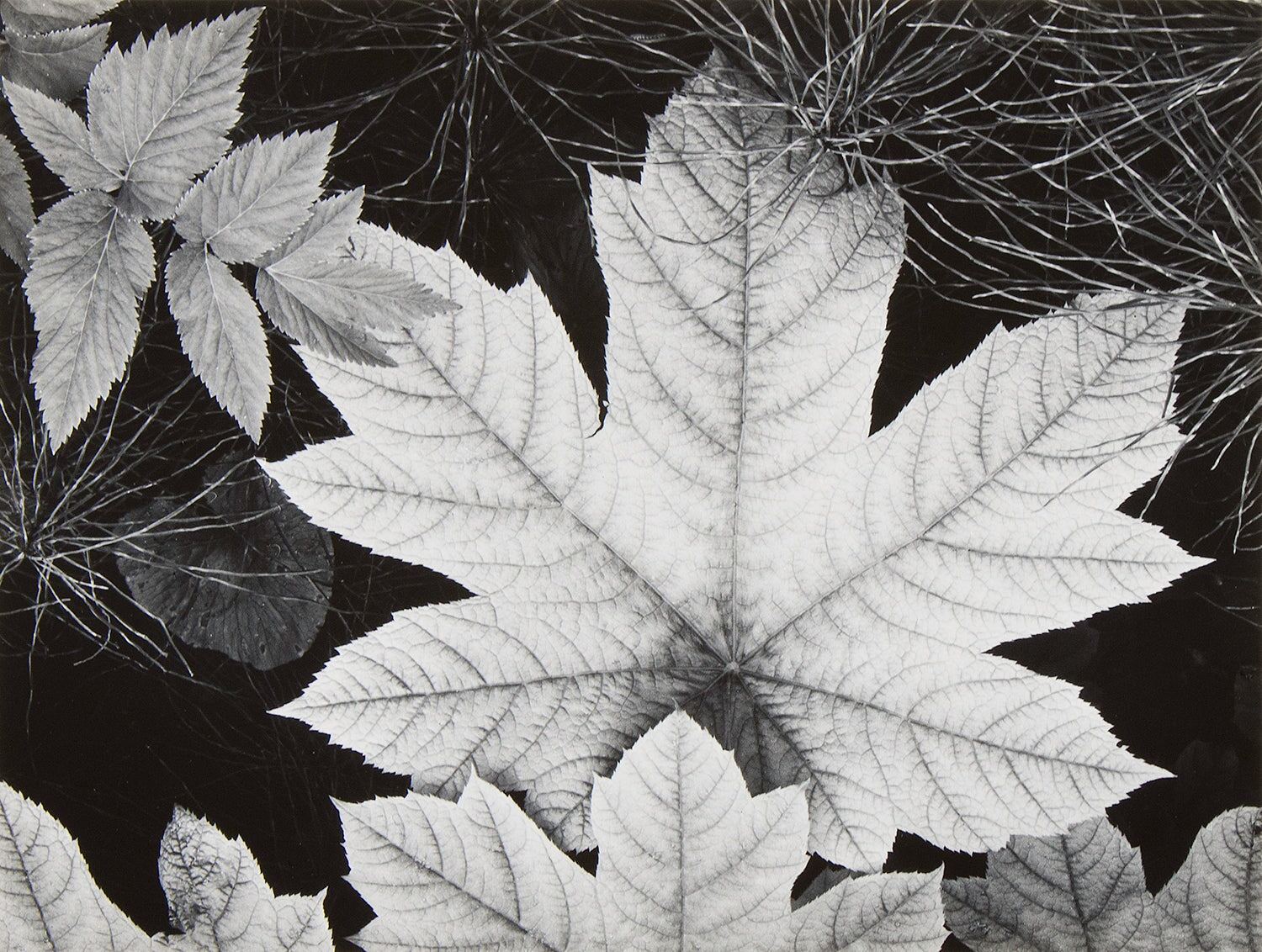 Leaf, Glacier Bay National Monument, Alaska explore photographs The Ansel Adams Gallery 