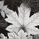 Leaf, Glacier Bay National Monument, Alaska explore photographs The Ansel Adams Gallery 